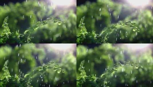 雨点打在树叶上高清在线视频素材下载