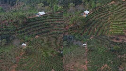 茶山视频云南普洱周边茶山种植区茶园高清在线视频素材下载