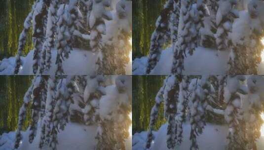 实拍 树枝 树叶 冬天 雪景高清在线视频素材下载