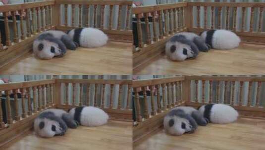 可爱的熊猫宝宝高清在线视频素材下载