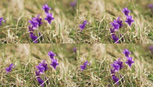 4K花草素材——紫花地丁高清在线视频素材下载