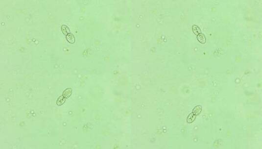 微生物纤毛虫细菌单细胞生物 2高清在线视频素材下载