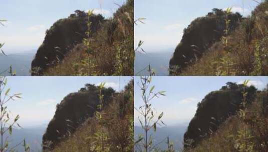 竹子山林绿植高山悬崖峭壁高清在线视频素材下载