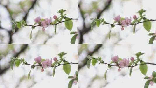 桃花 春天高清在线视频素材下载