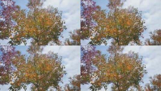 实拍秋天枯黄枫叶高清在线视频素材下载