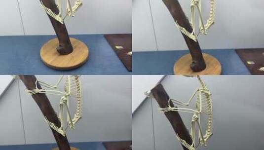 灵长类生物骨骼猴子骨骼高清在线视频素材下载