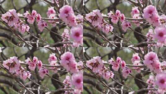 植物园桃花粉色花朵鲜花高清在线视频素材下载