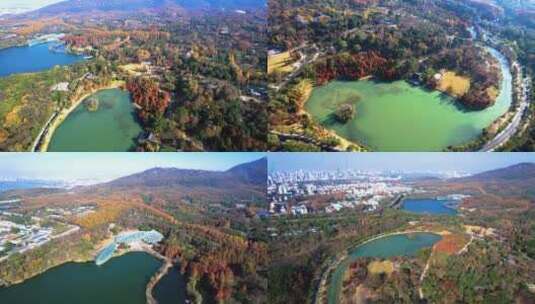 南京中山植物园 燕雀湖合集 南京秋景高清在线视频素材下载