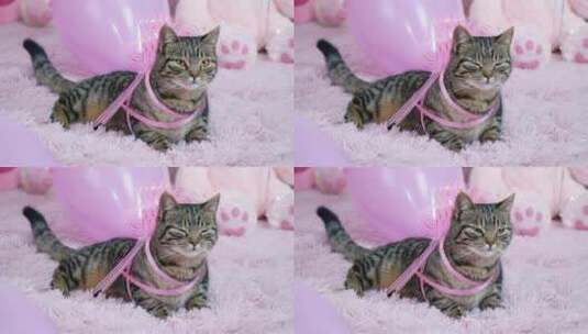 粉色环境中有蝴蝶结的猫高清在线视频素材下载