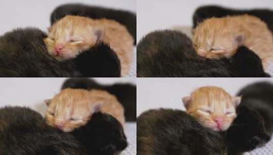 三只新生的猫高清在线视频素材下载