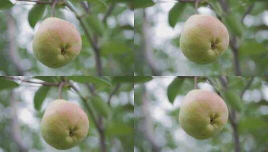 树上的梨子特写镜头高清在线视频素材下载