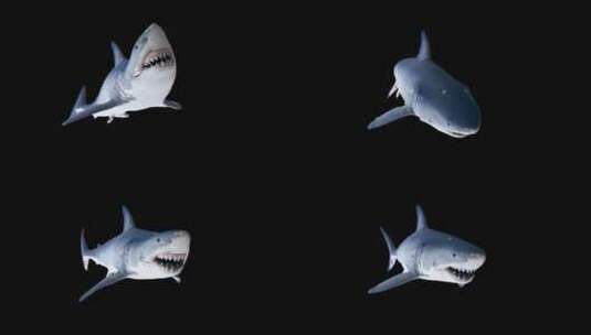 大白鲨 高清在线视频素材下载