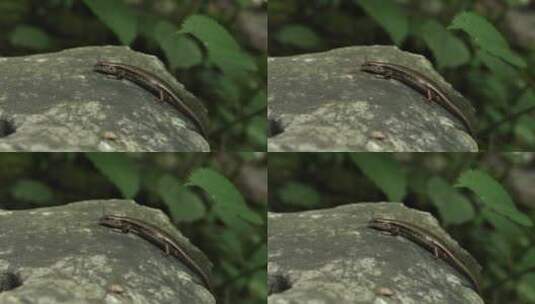 杭州玉皇山小蜥蜴高清在线视频素材下载
