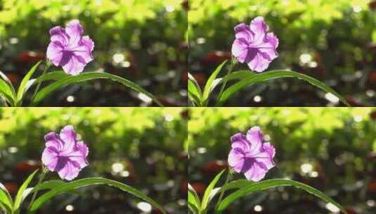 花 小花 紫色花 绿化 路边 景观高清在线视频素材下载