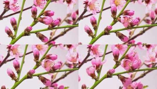 开在绿色树枝上的粉红色花朵高清在线视频素材下载