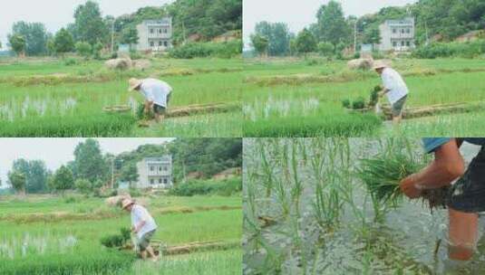 水稻种植高清在线视频素材下载