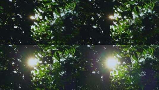 阳光透过树梢高清在线视频素材下载