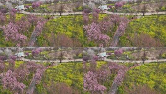 孤柏渡飞黄旅游区樱花园鲜花盛开高清在线视频素材下载