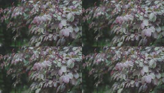 下雨树叶花朵上的雨水雨珠高清在线视频素材下载