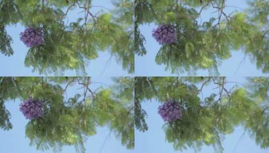 蓝色的天空上紫色的花朵高清在线视频素材下载
