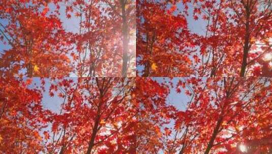 阳光下的枫叶 秋色高清在线视频素材下载