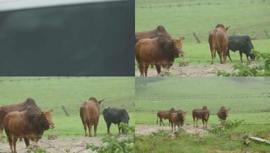 大草原畜牧养殖牧场牛吃草高清在线视频素材下载
