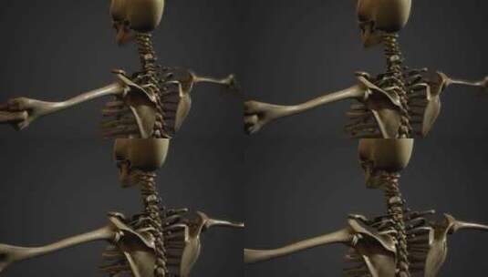 人体骨骼高清在线视频素材下载