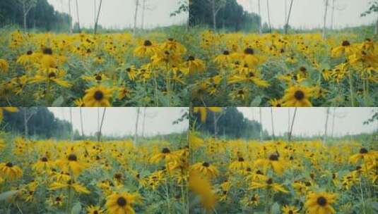 滑轨拍摄自然黄色鲜艳花朵高清在线视频素材下载