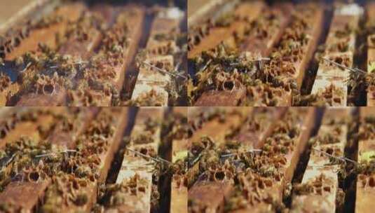蜂箱上的蜜蜂高清在线视频素材下载