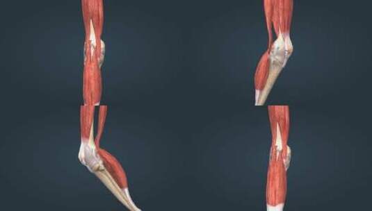 膝关节关节囊韧带骨连接关节炎膝关节疼痛高清在线视频素材下载