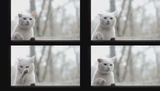 窗户前的白猫高清在线视频素材下载