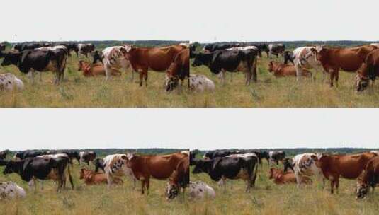一群牛站在乡下高清在线视频素材下载