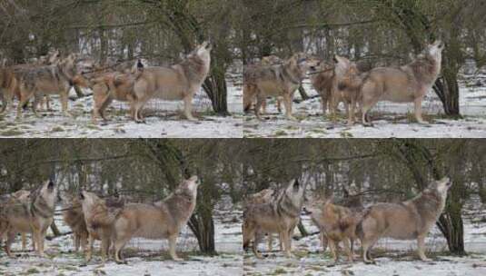 一群灰狼在嚎叫高清在线视频素材下载