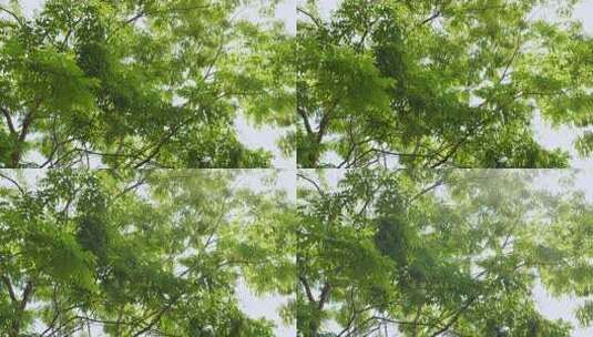 仰视视角绿树茂密枝叶高清在线视频素材下载