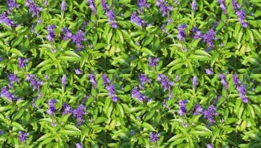 熊峰在紫色薰衣草花丛采蜜慢动作高清在线视频素材下载