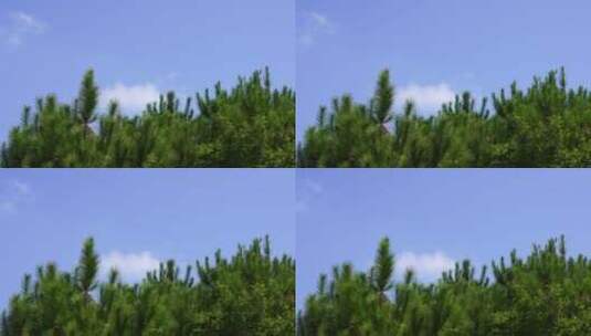 天空树林蓝天白云森林4K唯美风景空境素材高清在线视频素材下载