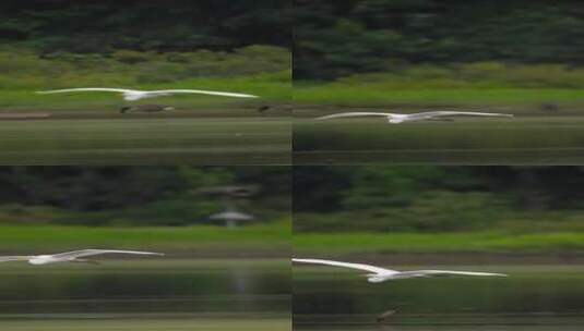 竖屏白鹭水鸟水面飞翔高清在线视频素材下载