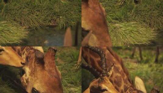 长颈鹿长脖鹿野生动物标本高清在线视频素材下载