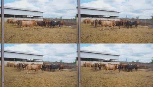 养牛的牧场高清在线视频素材下载
