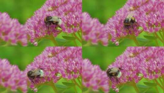 蜜蜂在粉色的花朵上采食花蜜高清在线视频素材下载