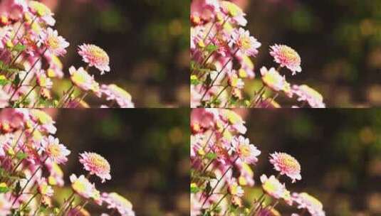 阳光的温暖洒落在粉红色的菊花上高清在线视频素材下载