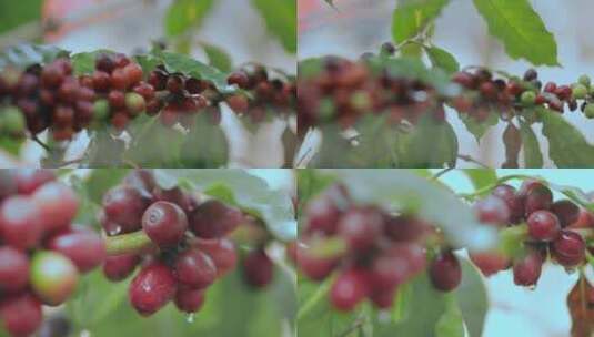 乡村振兴农业种植果园咖啡果水珠特写镜头高清在线视频素材下载