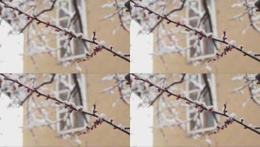 白雪覆盖着盛开的粉色桃花高清在线视频素材下载