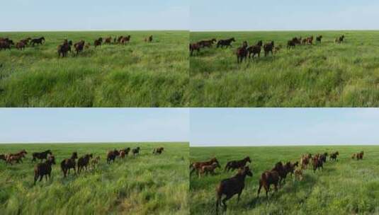 航拍草原上奔跑的马儿高清在线视频素材下载