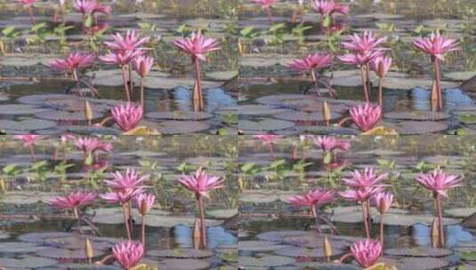 粉红色睡莲盛开在大池塘高清在线视频素材下载