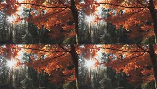 美丽的秋日阳光照耀在火红的枫叶上高清在线视频素材下载