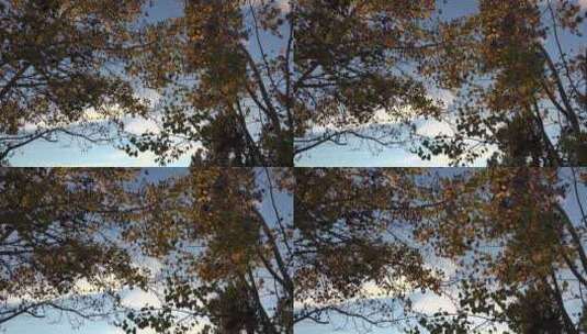 白杨树的叶子景观高清在线视频素材下载