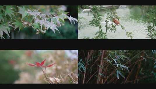 观赏植物 枫叶 节气 季节高清在线视频素材下载