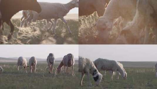 草原羊群小羊羔 写意拍摄高清在线视频素材下载