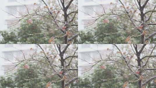 飘雪下的枝头与花朵高清在线视频素材下载